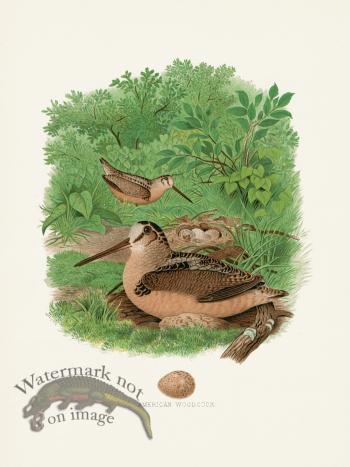 Thomas Gentry Bird 34